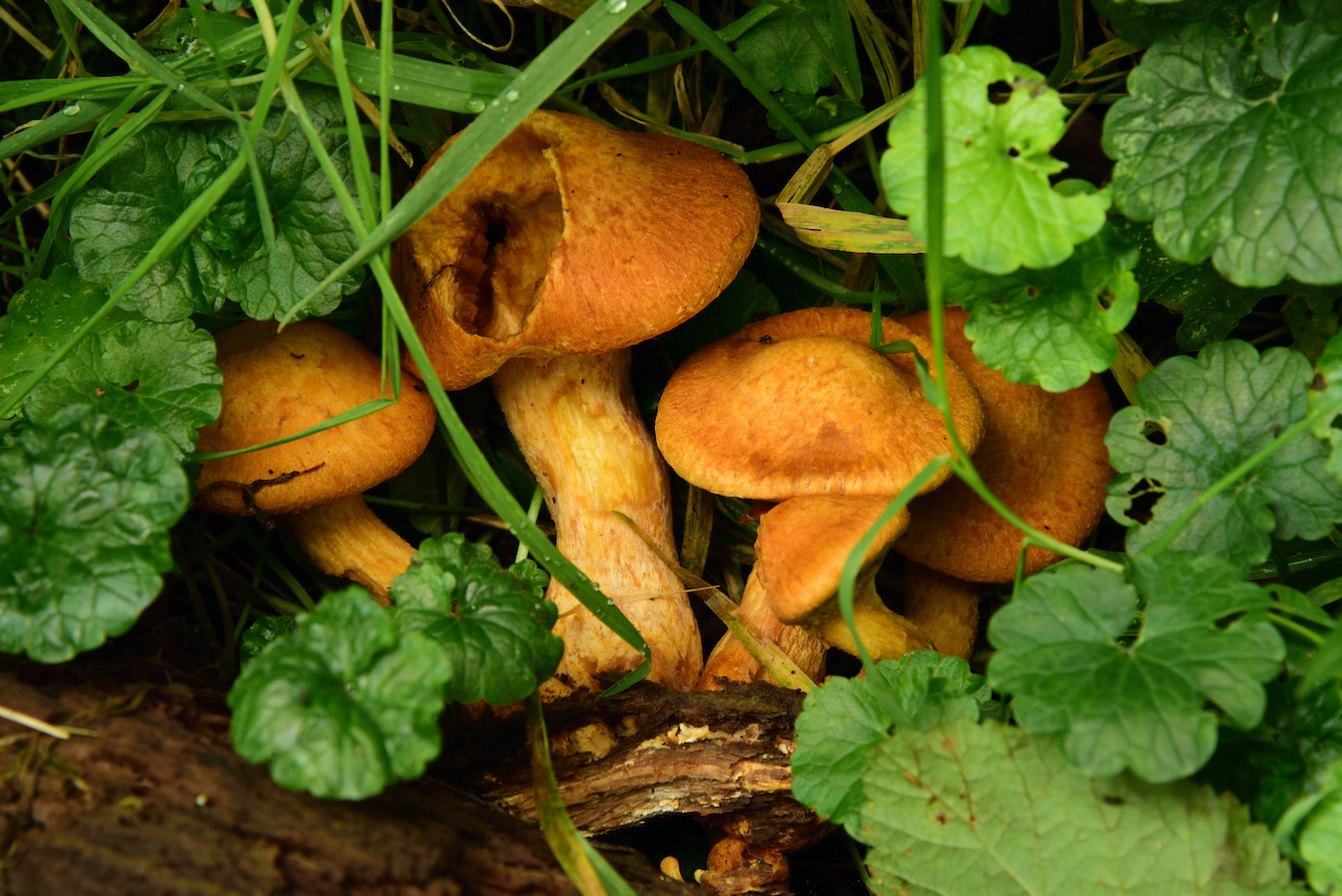 Paddenstoelen in het Slochterbos
