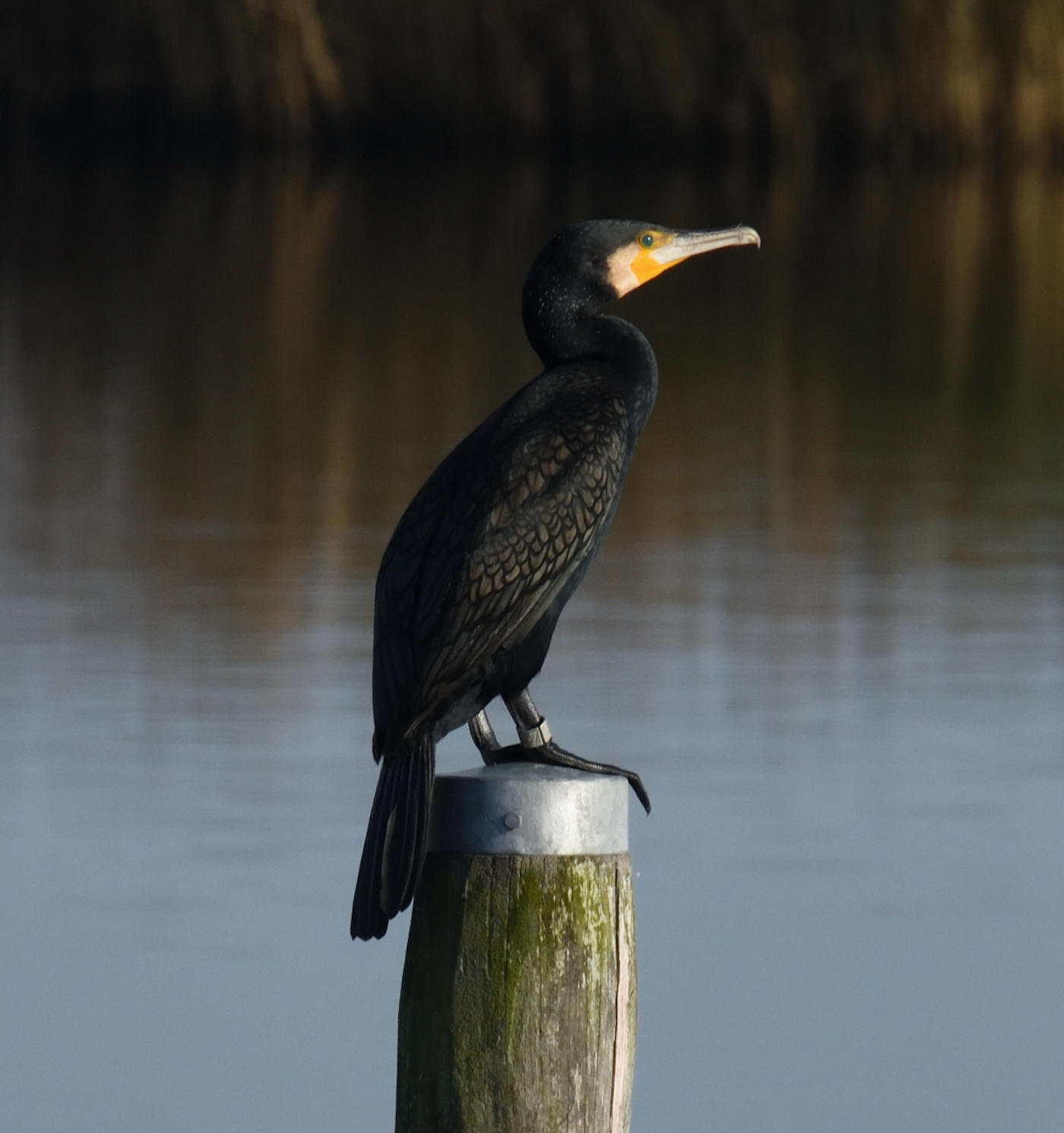 Aalscholver bij Lauwersoog
